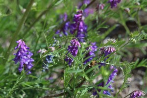 Vetch is one of the earliest color waves on the roadsides.  It's a particular favorite munchie for moose.