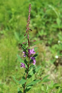 Fireweed:  it's can almost feel like the end of summer already to see the blooms begin to appear.  Fireweed is like our hourglass; the buds bloom moving up the stalk, and once the last ones are gone, it is 6 weeks until the snow flies.