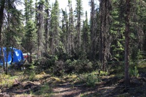 Dani and Rachel cut the trees to complete a circle for our driveway
