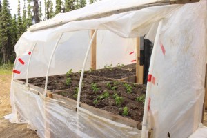 Future pesto for our favorite meal:  salmon pizza!