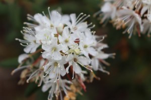 Labrador tea.  This grows plentifully on our property, has a heady lemony fragrance, and is high in antioxidants (used in tea).
