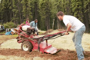 Our former potato patch hosted wheat grass last summer for erosion control.  James tilled it in while Dani and Shannon turned the compost piles