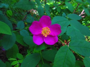 Wild rose
