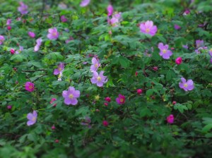 The wild roses are in great profusion this year; amazing how thick!  The raspberries, which are related, also seem to be blooming thickly, so we're hoping for a good harvest not only of rose hips but raspberries!