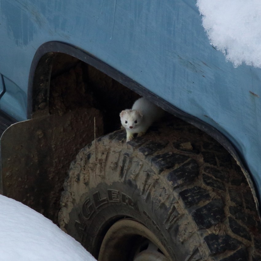 IMG_9470 (1280x1276)