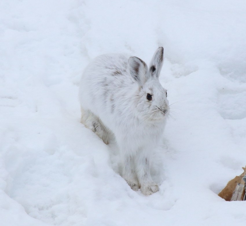 IMG_9485 (1280x1173)