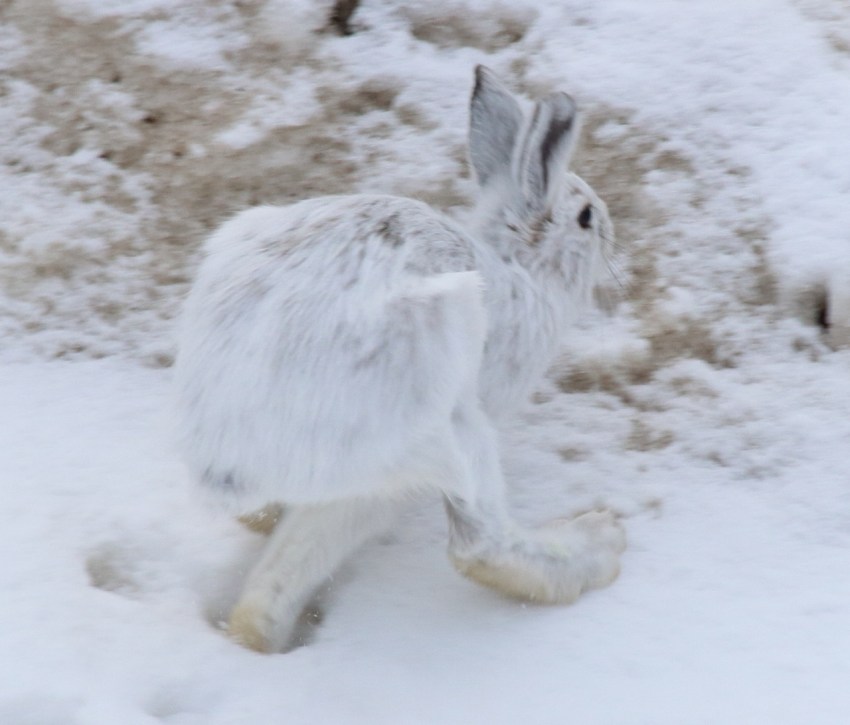 IMG_9491 (1280x1092)