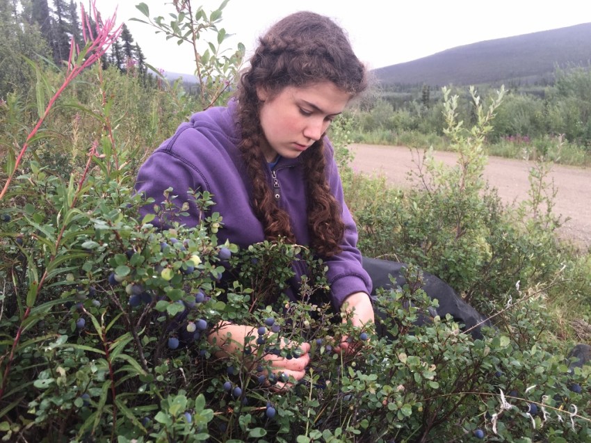 Picking blueberries, this time in the White Mountains