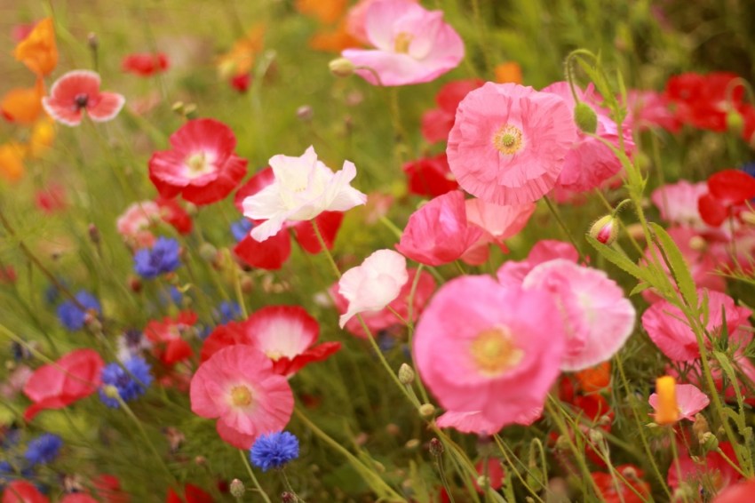 Wildflower mix planted outside our back door/window. Rachel has kept the table graced with cuttings from it.