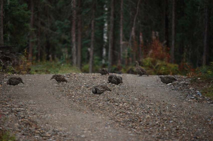 "Our" flock of "chickens": our resident grouse have a fine family this year that we enjoy seeing collecting gravel from the driveway (YES - the driveway is now graveled!!), hear them chuckling to each other as they go through the flower and vegetable gardens or roost in the evening. (Local wildlife are NOT part of our harvest! :)
