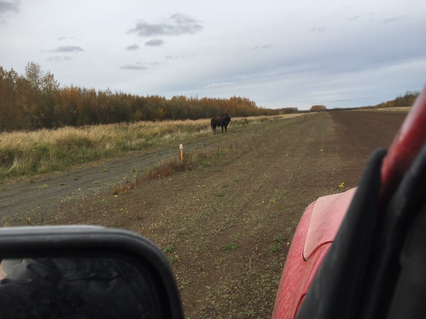 From Grayling, James flew over to Shageluk to help out on a search operation. Upon landing, he had to brake hard as this huge obstacle came lumbering along the air strip: one of the resident bison!