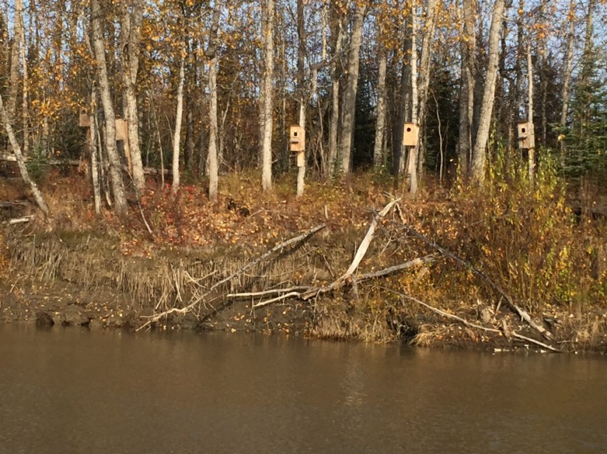 Marvin's wood duck houses at his cabin. The eggs are a beautiful turquoise, and he gets an abundant supply from them in the spring.