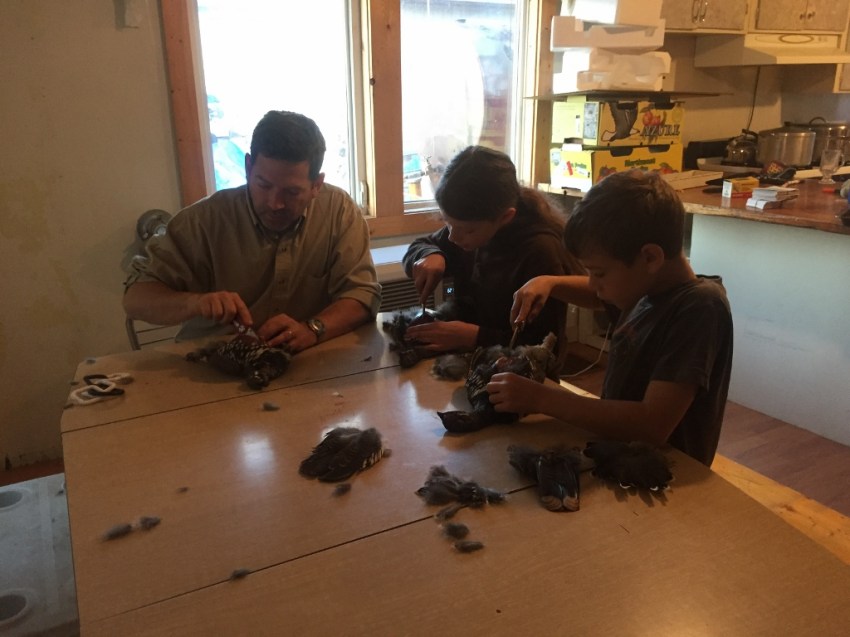 Time to get those grouse ready for dinner!