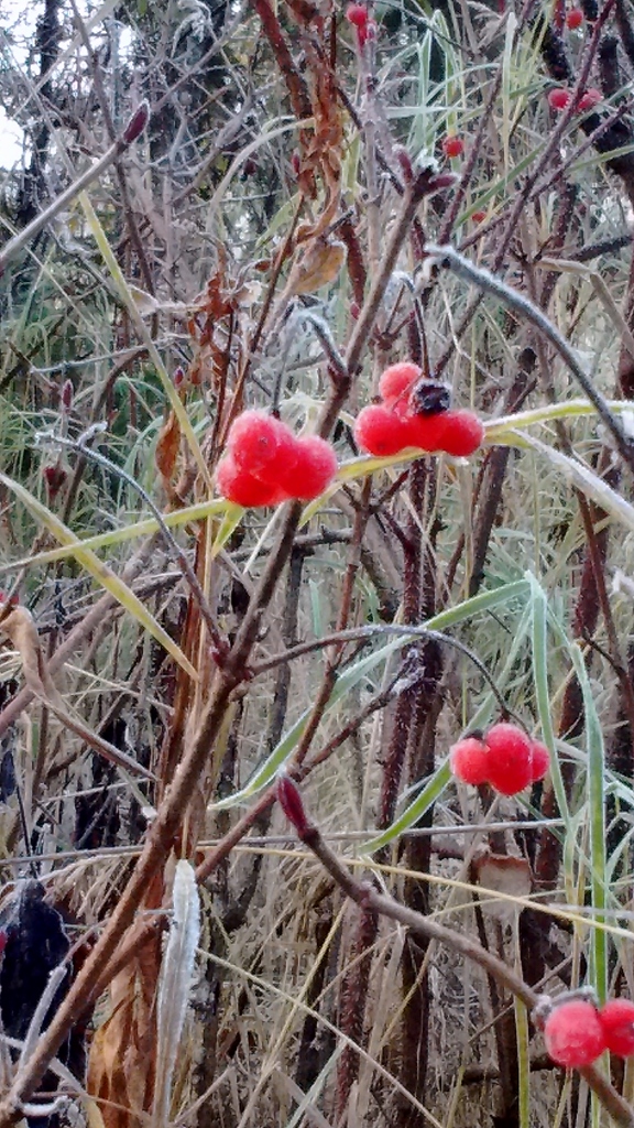 High bush cranberries (the ones we *didn't* eat the day before!), frosty with the morning's chill