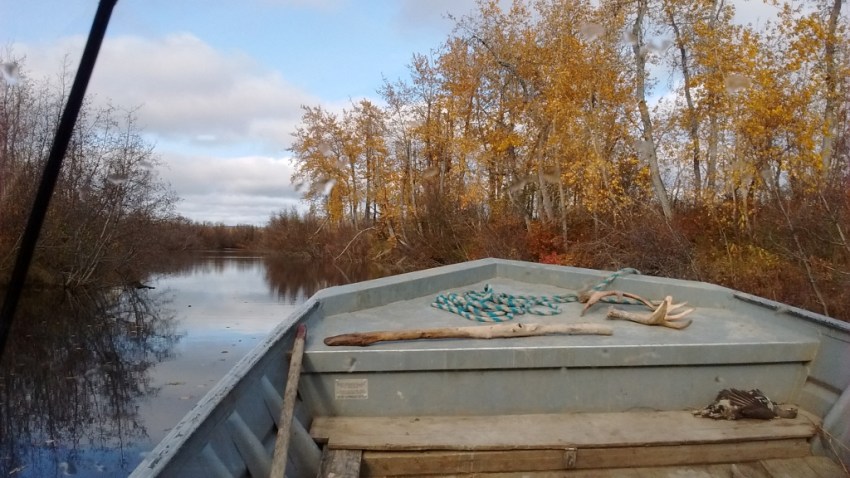 What a gorgeous day to be searching the slough for moose